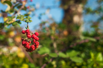 Close up of blackberries hanging from branch. Suitable for fresh, organic and nature themed works