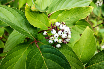White indigo berry, Randia aculeata in the garden.