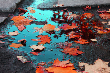 autumn leaves in the puddle reflection in water