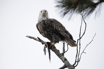 Bald eagle looks into the camera.