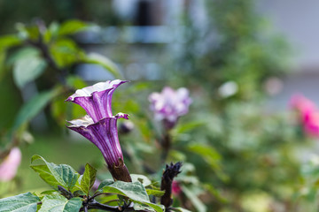 Datura double purple flower close up. Suitable for writing with blurry background. Can be used in...