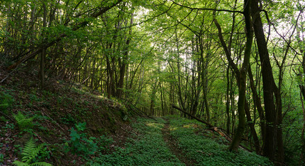 Obraz premium Wald - Niederösterreich - Kreuttal
