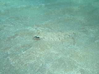 Leopard flounder (Bothus pantherinus) camouflaged on sand, Marsa Alam, Egypt