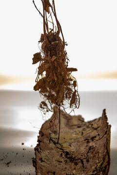 small tree roots and a tree bark