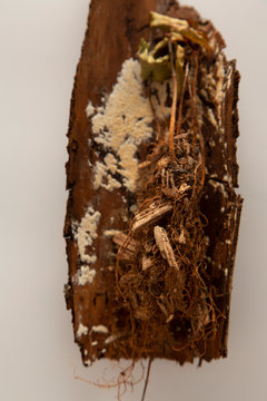 tree bark with fungus and plant roots. 