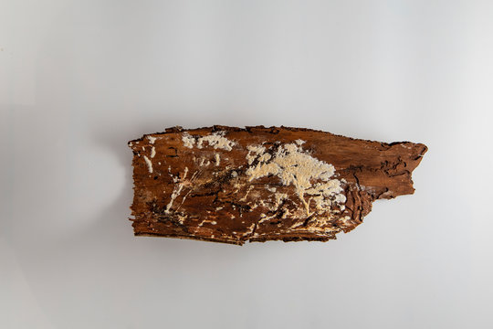 Fungus on a tree bark