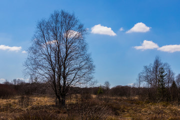 Einsamer Baum im Hohen Venn.