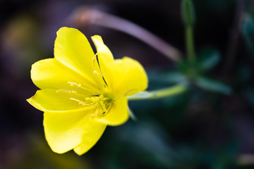 Close-up image of Oenothera fruticosa flower. Yellow flower macro shot. Photo suitable for nature and medical studies.