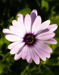 African daisy with blue eyes. Close-up image of African daisy. Lateral light work. Green background.