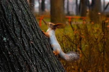 Squirrel. A squirrel creeps up a tree. Squirrel in a winter fur coat.