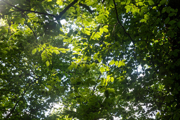 View of forest in springtime 