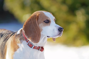 The portrait on a Beagle dog with a red collar posing outdoors in winter