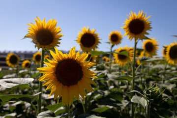 Sunflower field and clear blue sky in Toscany, Italy