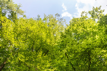 View of forest in springtime 