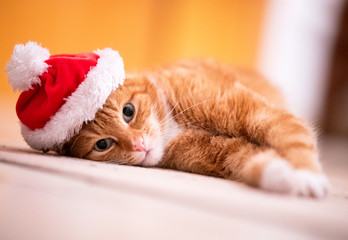 Ein hübscher roter Kater mit Weihnachtsmütze liegt auf dem Boden und schaut in die Kamera.