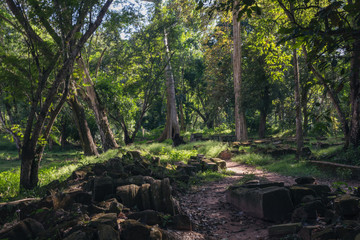 stream in the forest