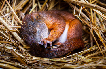 Baby squrell slepping in a nest made of straw