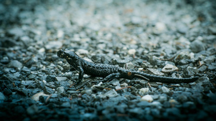 Alpensalamander kreuzt den Weg 