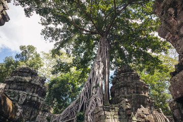 Fototapeta premium ta prohm temple in cambodia
