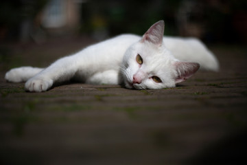 White feline cat with yellow eyes laying down on street pavement