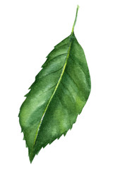 Fototapeta premium green rose leaf on an isolated white background, watercolor illustration, hand drawing, nature painting