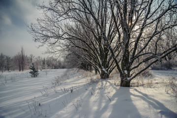 Trees in the snow against the sky