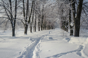 A path in the snow among forest trees.
