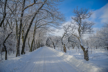 Road among the trees in the snow