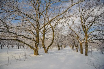 Fototapeta na wymiar Trees in the snow against the sky