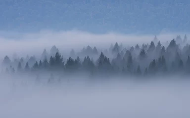 Store enrouleur tamisant sans perçage Forêt dans le brouillard foggy autumn morning in the forest