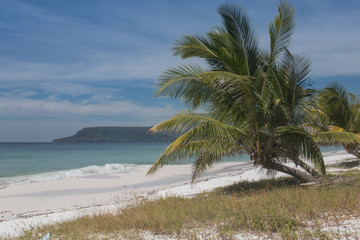 palm tree on the beach