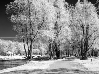 infrared photo with white trees