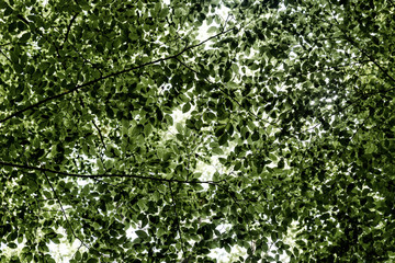 View of forest in springtime 