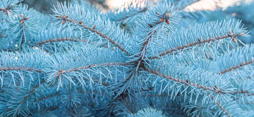 Selective focus on the branches of silver spruce. Natural pattern. 
