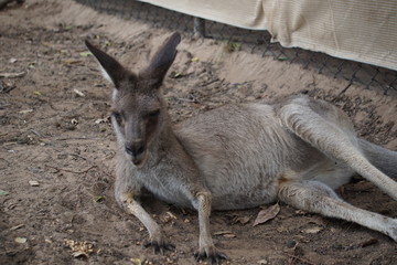 Resting kangaroo, sanctuary