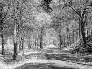 infrared photo with white trees
