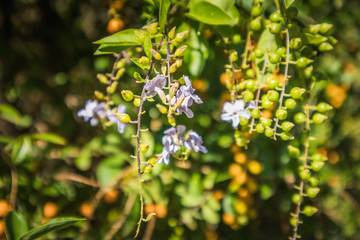 flowers in the garden