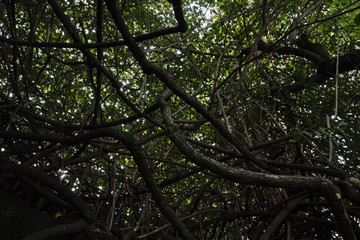Lianas