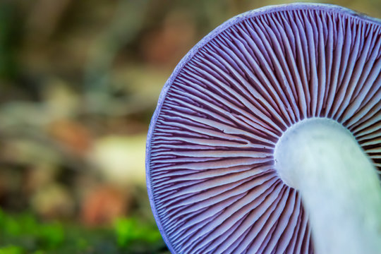 Close-up of purple mushroom gills (Cortinarius iodes)