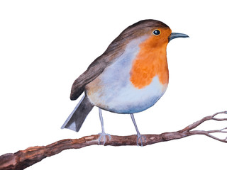 Rotkehlchen, Erithacus rubecula, vogel, singvogel,bird, robin, natur, wild lebende tiere, tier, wild, rot, weiß, grau, federn, schnabel, Park, Garten, Wald, Himmel, Vögelchen, Frühling, Vogelgezwitsch