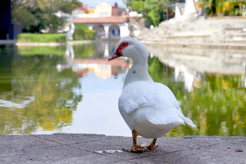 Pato en jardín borda