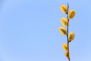 Fototapeta premium Fluffy willow buds in early spring on a soft blue background, space for text on the lift