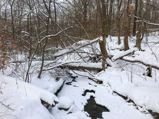 stream in winter forest
