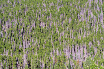 Rows of trees on the mountainside at Rocky Mountain National Park