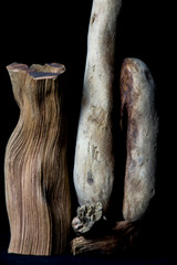 polished woods by the sea