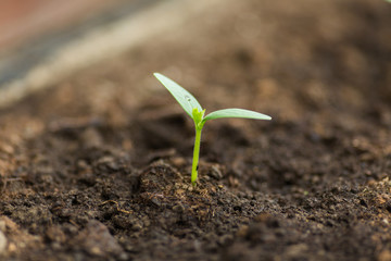 Young green plant. Seedling, sprout