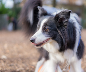 ボーダーコリー bordercollie 犬 dog