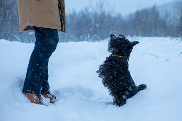 Cute dog performs a command of his master