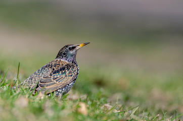 Common starling 