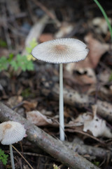 Coprinoid mushroom growing in leaf litter